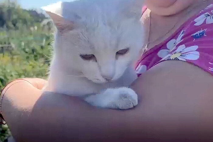 В Башкирии кошка преодолела 10 километров, чтобы вернуться домой