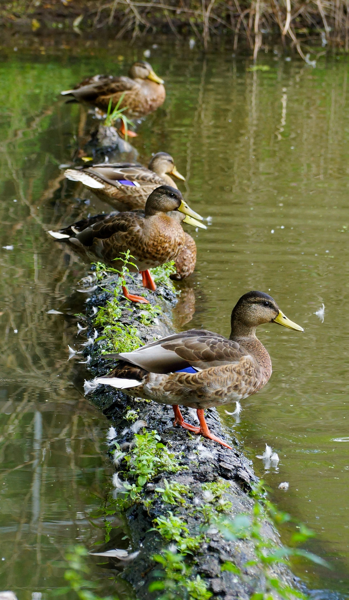 Парк Покровское-Стрешнево | Пикабу