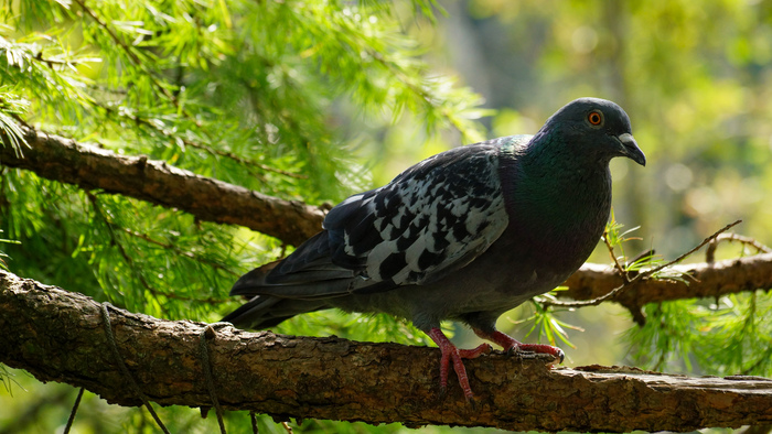 Парк Покровское-Стрешнево | Пикабу