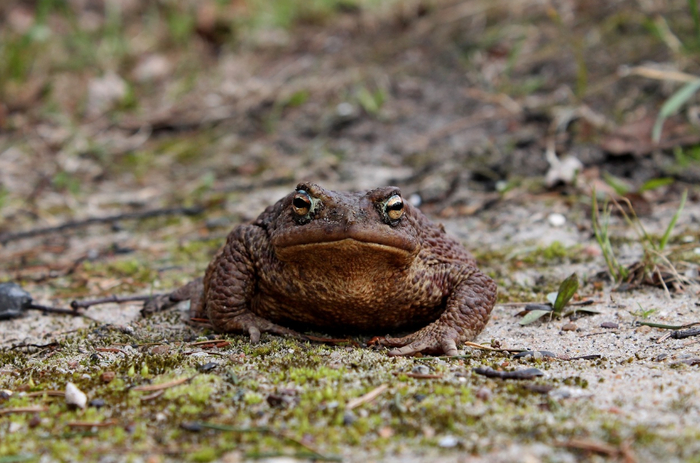 С днем среды, мои чуваки