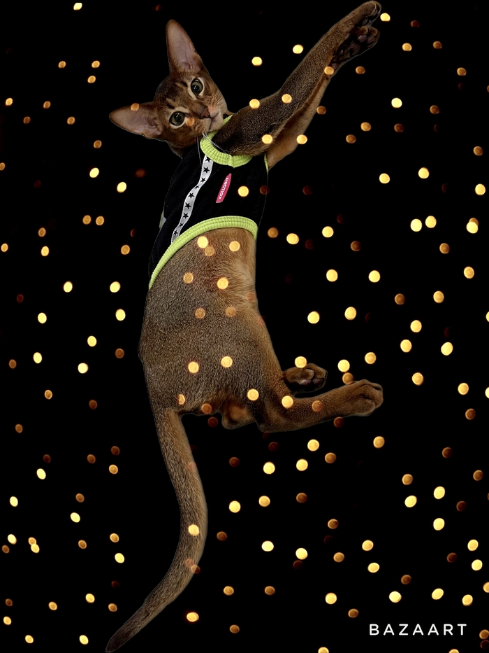 Жизнь с абиссинцем день 46