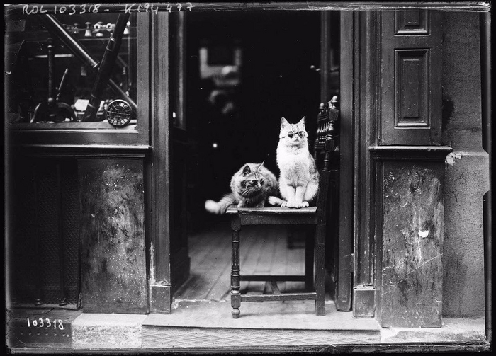 Котики в очках
