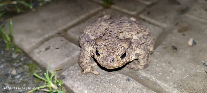 ,  ! , , It Is Wednesday My Dudes