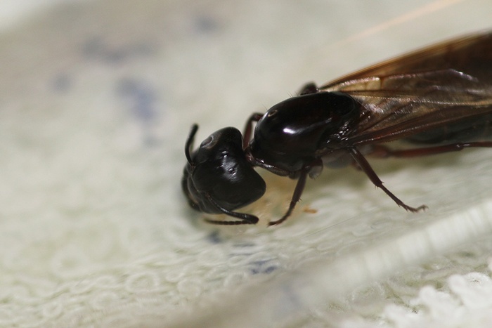 -. Camponotus herculeanus.  2.   ,  , , , , , , , , , 