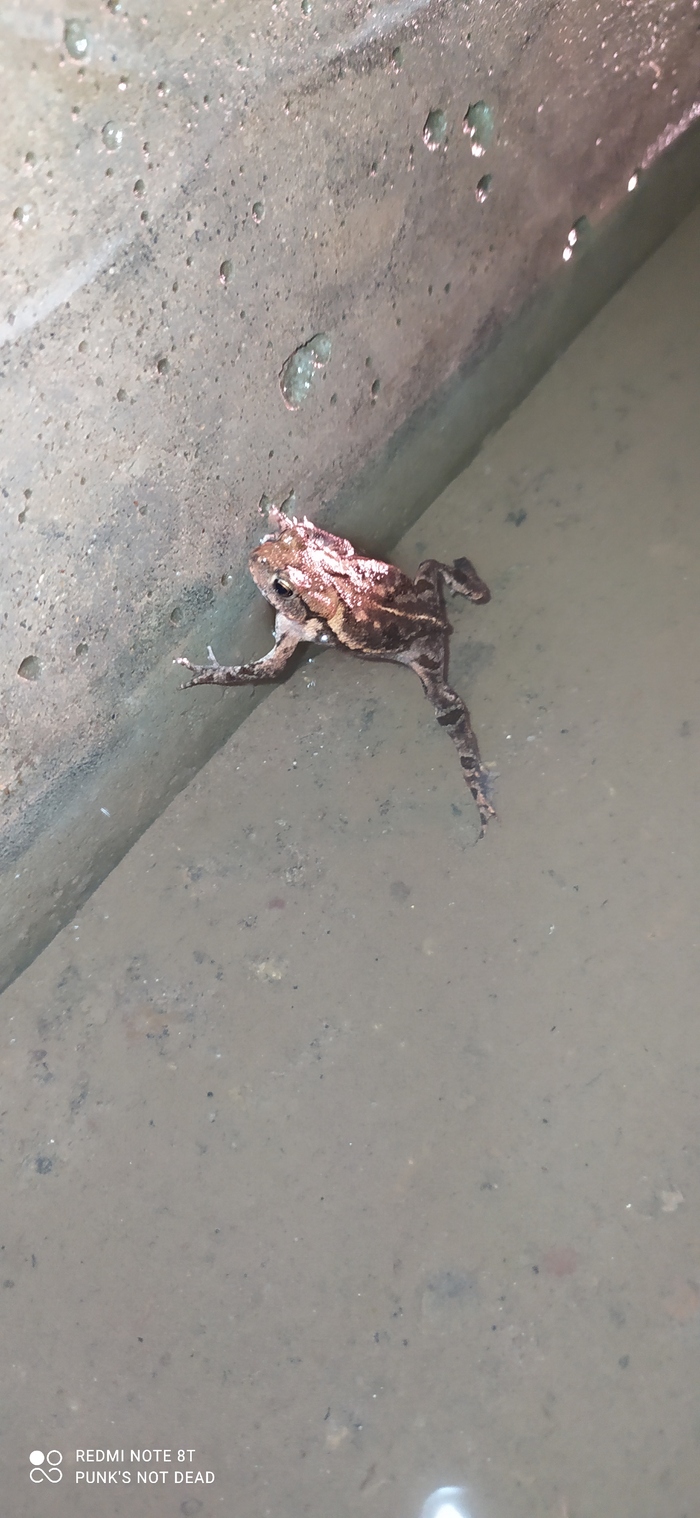     , , , , It Is Wednesday My Dudes,  