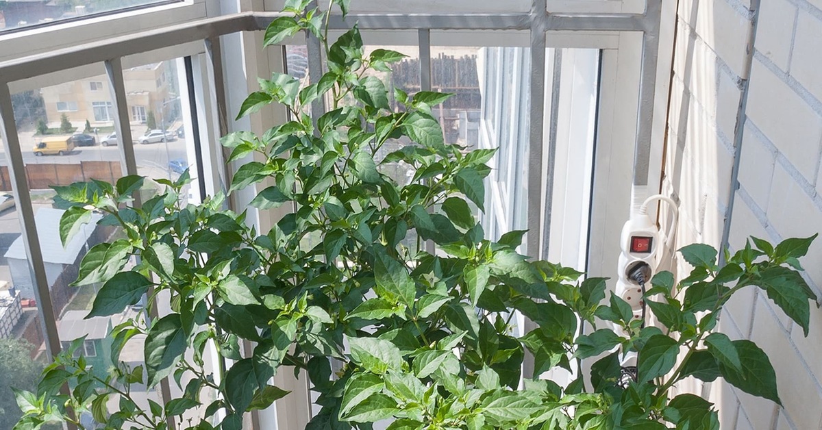 Перец табаско в гидропонике | Пикабу