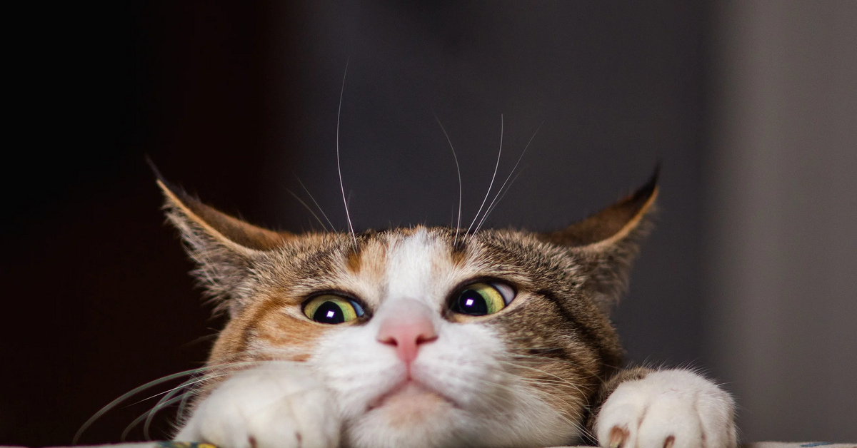 Котопомошь | Пикабу