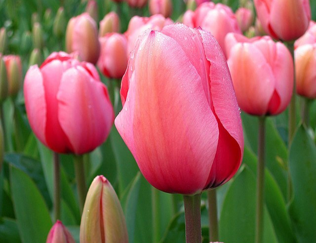 Тюльпаномания (аферы мира)