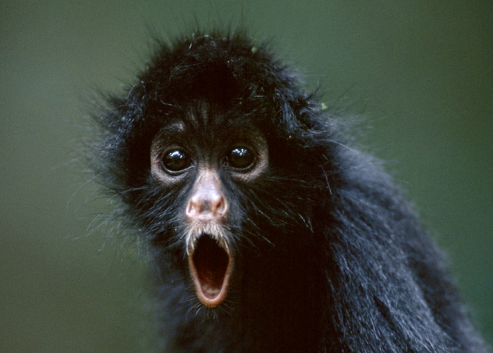 Удивление - маркер неадекватности