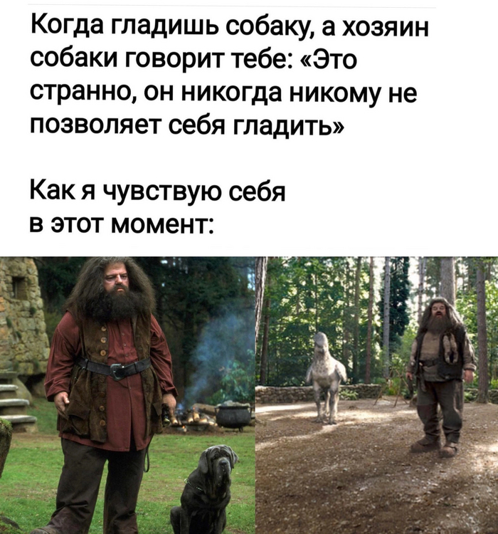 Погладил | Пикабу