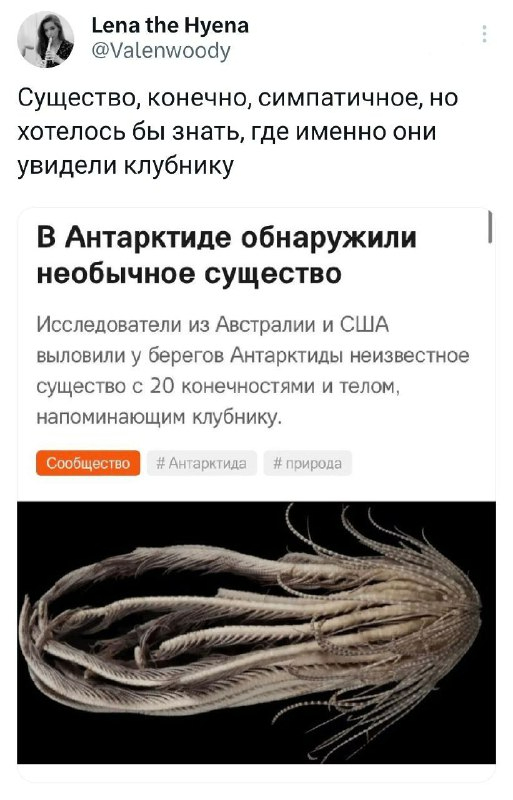 Клубника | Пикабу