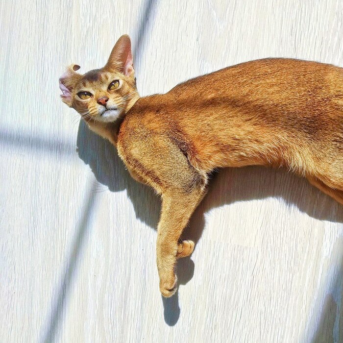 ������ ��� ����� (33)