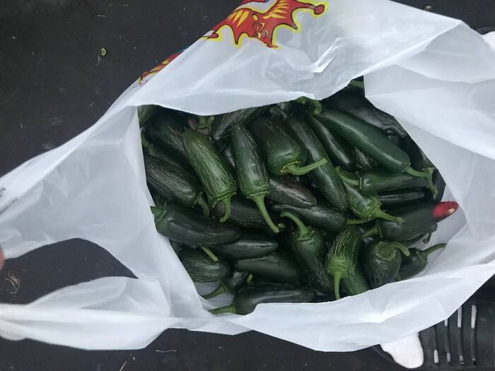 Маринованный Халапеньо Острый перец, Перец, Огород, Урожай, Халапеньо, Выращивание, Теплица, Перцеводство, Длиннопост, Заготовки