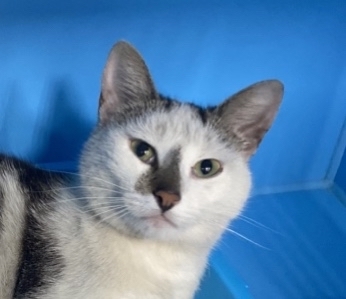 Арабика. Хозяева поигрались и выкинули на улицу