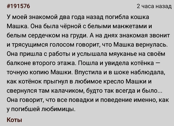 Машка вернулась Скриншот, Подслушано, Кот
