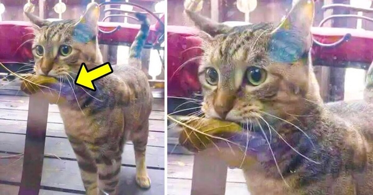 Голодный кот