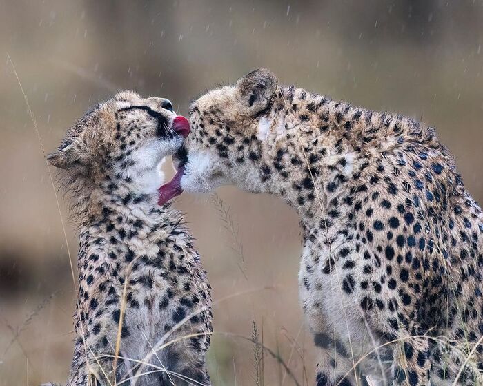 �������� ������