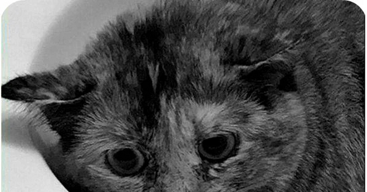 Ща умру. Кот Мем. Мемы с котиками. Спасите Мем с котом