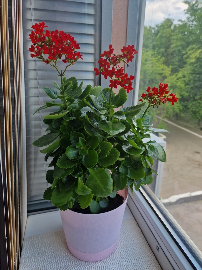 Каланхоэ и Я Растения, Комнатные растения, Цветы, Каланхоэ, Природа, Цветение, Суккуленты, Садоводство, Сад, Девушки, Ноги, Текст, Длиннопост, Истории из жизни, Хобби, Любимое дело