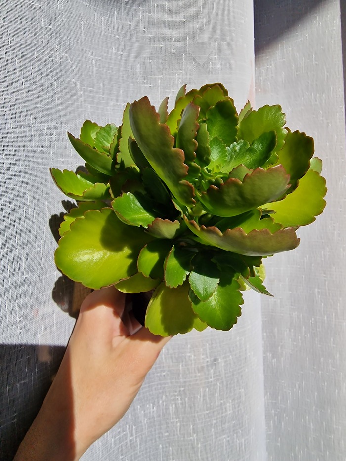 Каланхоэ и Я Растения, Комнатные растения, Цветы, Каланхоэ, Природа, Цветение, Суккуленты, Садоводство, Сад, Девушки, Ноги, Текст, Длиннопост, Истории из жизни, Хобби, Любимое дело