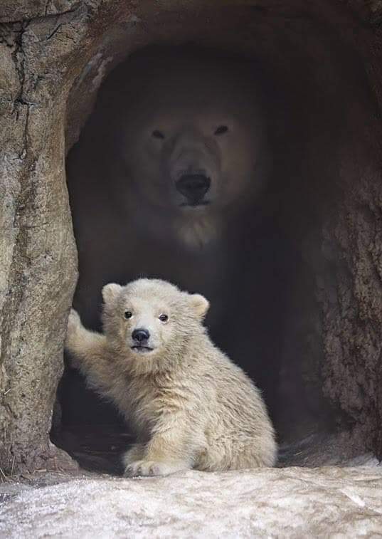 Мощный фон Белый медведь, Зоопарк, Медвежата, Фотография, Повтор