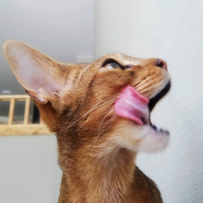 ������ ��� ����� (34)