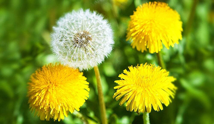 ������ ����� �� �������