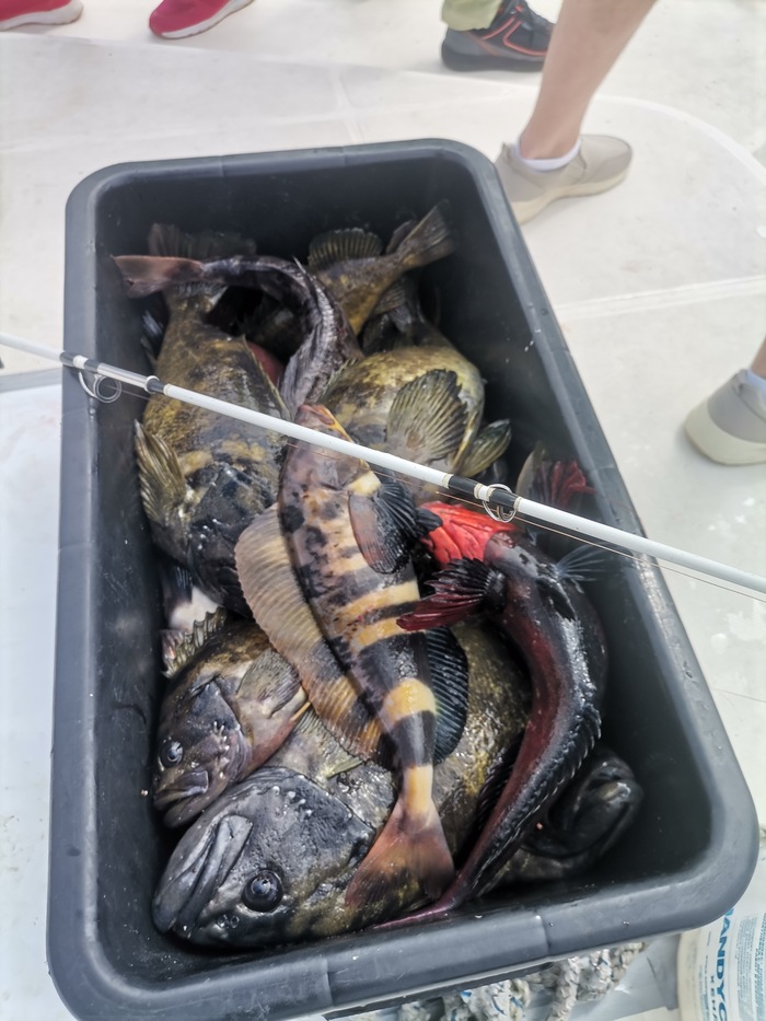 Камчатка. I'm not Hulitakdorogo. I'm Kamchatka Камчатка, Дикая природа, Кит, Медведи, Путешествие по России, Путешествия, Вулкан, Длиннопост, Фотография Камчатка. I'm not Hulitakdorogo. I'm Kamchatka Камчатка, Дикая природа, Кит, Медведи, Путешествие по России, Путешествия, Вулкан, Длиннопост, Фотография