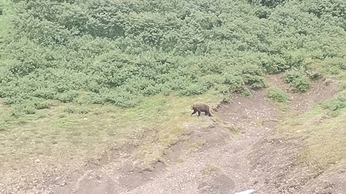 Камчатка. I'm not Hulitakdorogo. I'm Kamchatka Камчатка, Дикая природа, Кит, Медведи, Путешествие по России, Путешествия, Вулкан, Длиннопост, Фотография Камчатка. I'm not Hulitakdorogo. I'm Kamchatka Камчатка, Дикая природа, Кит, Медведи, Путешествие по России, Путешествия, Вулкан, Длиннопост, Фотография