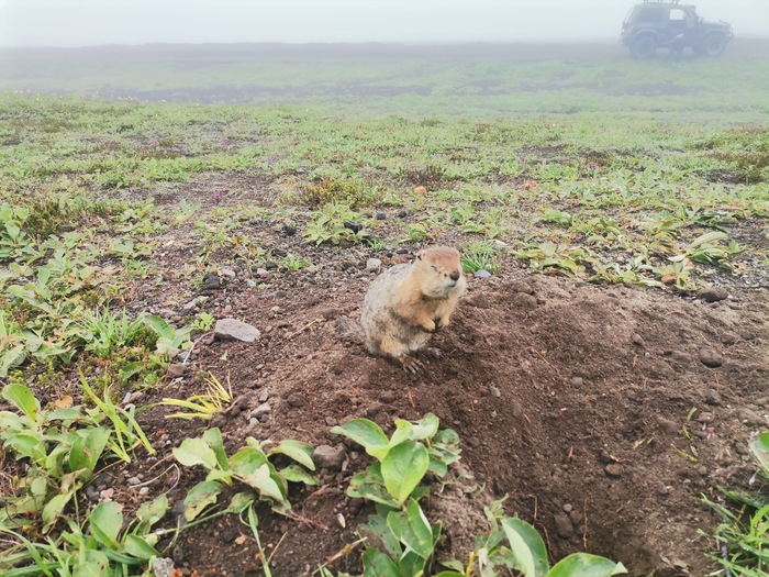 Камчатка. I'm not Hulitakdorogo. I'm Kamchatka Камчатка, Дикая природа, Кит, Медведи, Путешествие по России, Путешествия, Вулкан, Длиннопост, Фотография Камчатка. I'm not Hulitakdorogo. I'm Kamchatka Камчатка, Дикая природа, Кит, Медведи, Путешествие по России, Путешествия, Вулкан, Длиннопост, Фотография