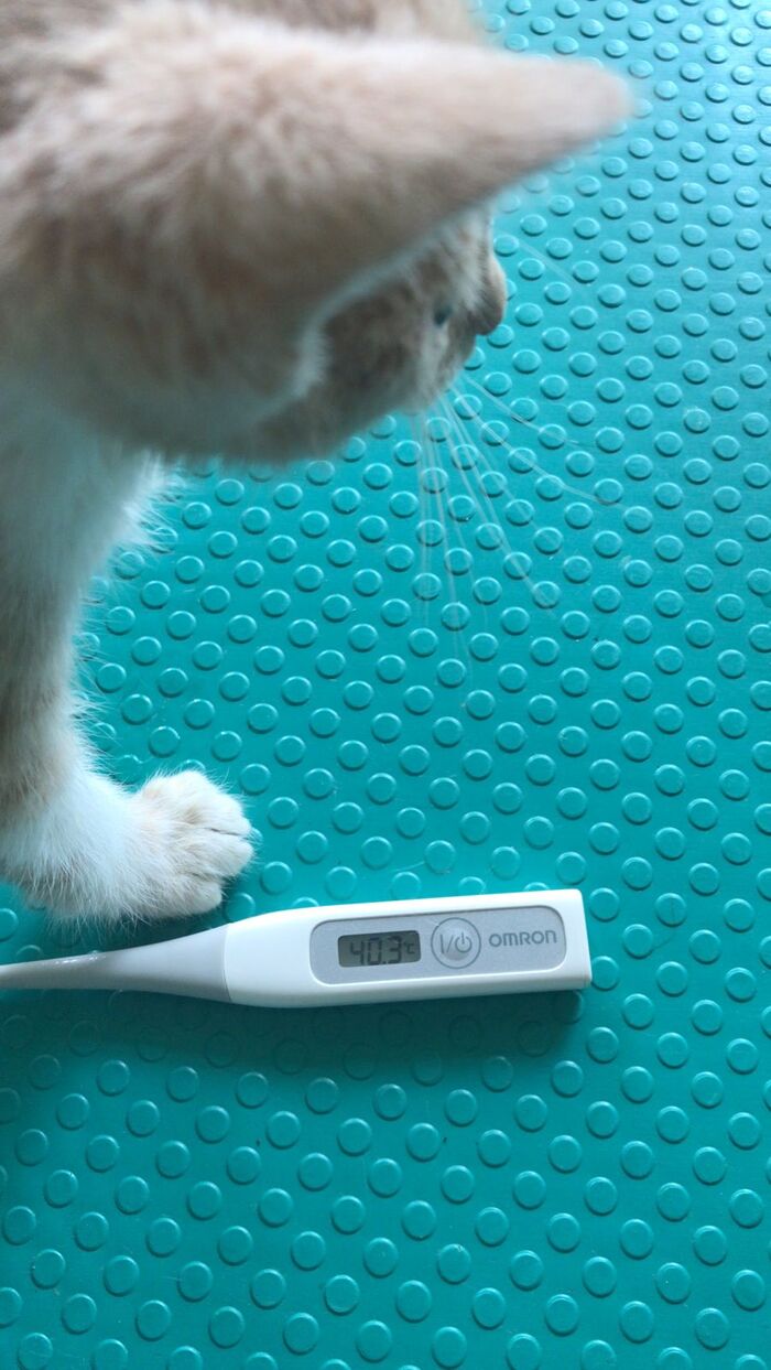 ЛЕсенок | Пикабу