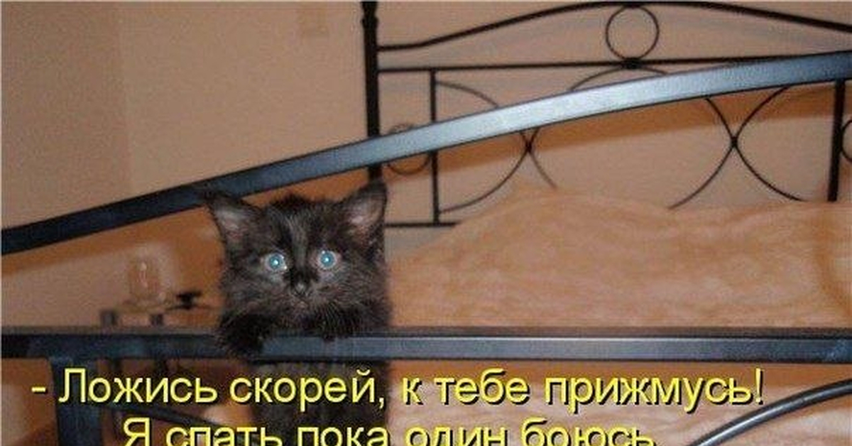 Стой молчать. Без кота и жизнь не та. Без кота и жизнь не та картинки с надписью приколы. Ложись спать скорее. Котоматрица последняя.