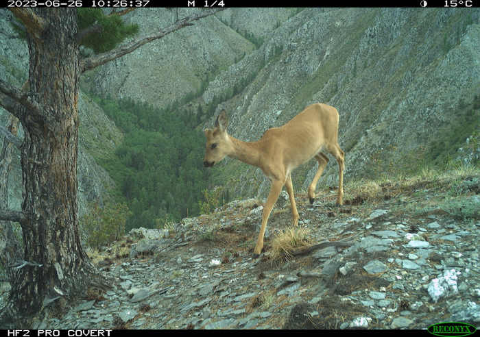 Сибирская косуля Caprelus pygrgus в Саяно-Шушенском заповеднике (юг Красноярского края)