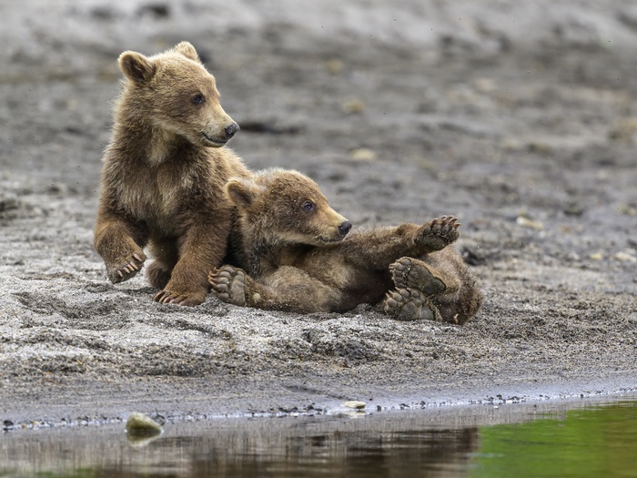 Курильское озеро. Камчатка. Для просмотра в хорошем качестве, кликните на фотку.