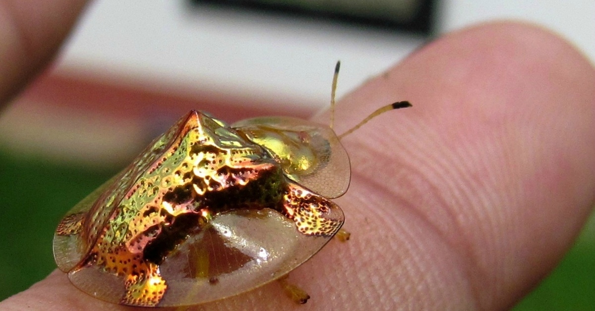 Золотой жук. Золотой жук книга. Золотой жук черепаха адопт. Иллюстрация к рассказу золотой жук. Золотой жук черепаха адопт.