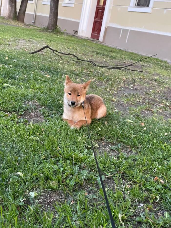 Пропал верный друг. Взываю к силе Пикабу — прошу поднять в топ | Пикабу