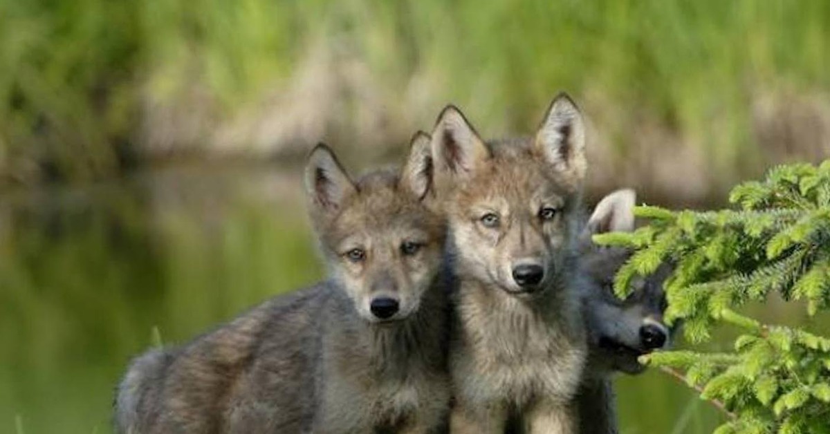 Волк детям о животных. Волк волчица и Волчонок. Волк волчица Волчонок семья. Серый волк детеныш.