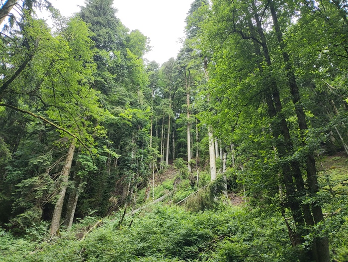 Лес между кордоном Умпырь и стоянки на 30 километре.