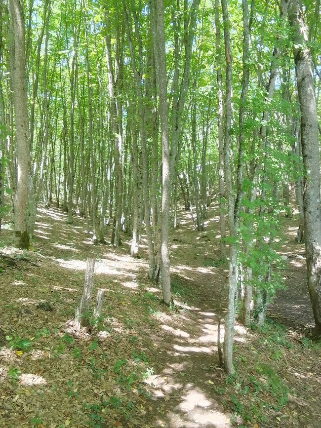 �� ����� ��������