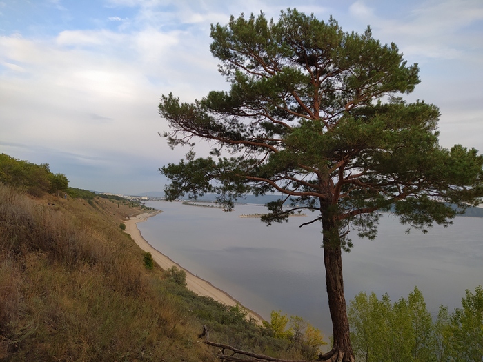 Шашлыки и лиса Лиса, Река Волга, Тольятти, Шашлык, Природа, Лес, Дикие животные, Видео, Длиннопост, Фотография