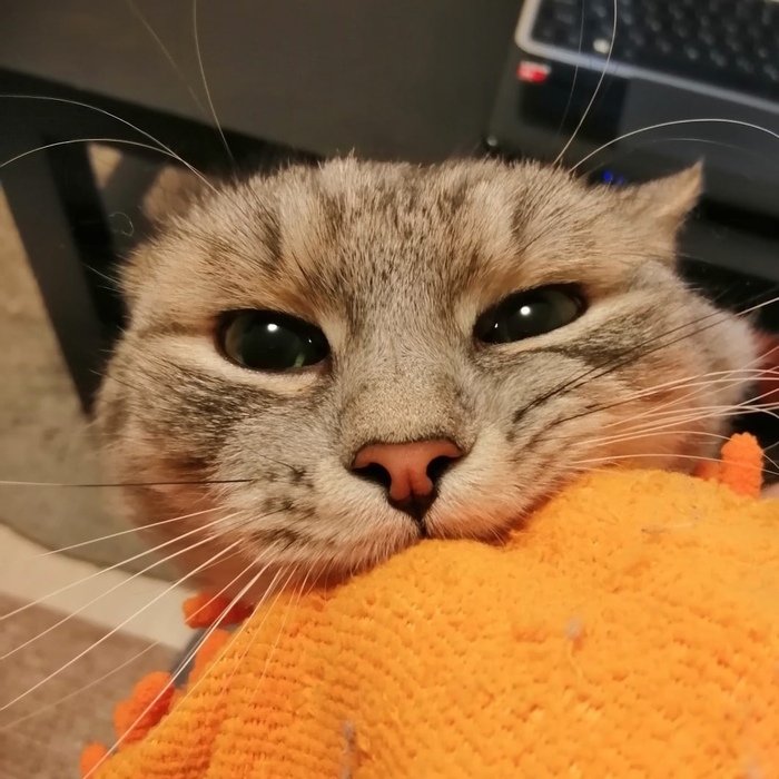 Я зло, я ярость, я кусь