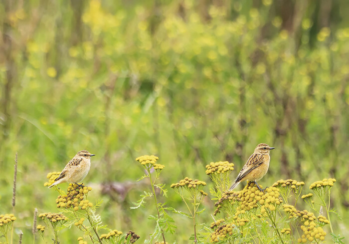Луговые чеканы