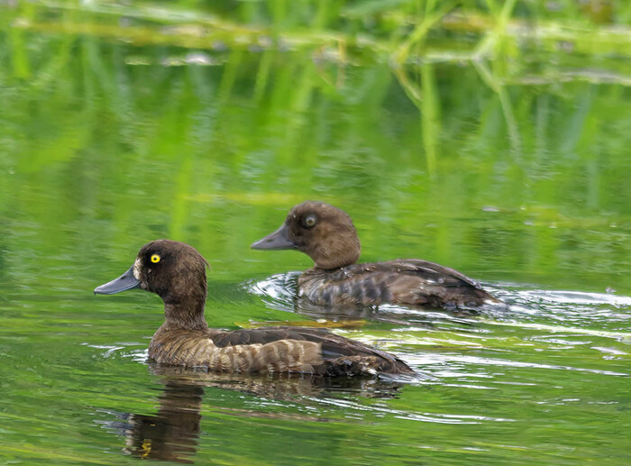 �������� ������� �����, ������������ ������ ������.