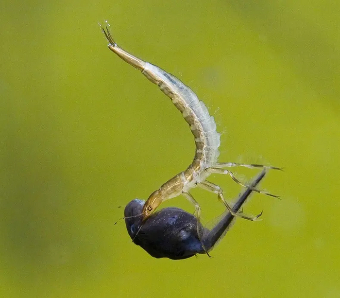 Личинки плавунцов не обладают хорошим зрением, поэтому они атакуют вообще всё.