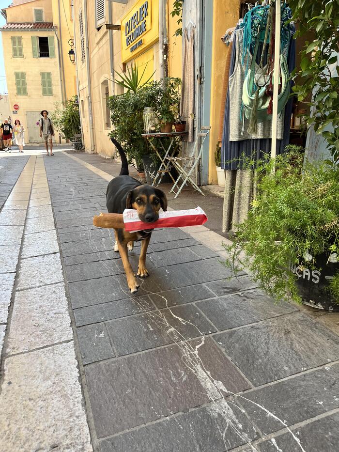 Самая французская собака в мире Собака, Багет, Франция, Марсель