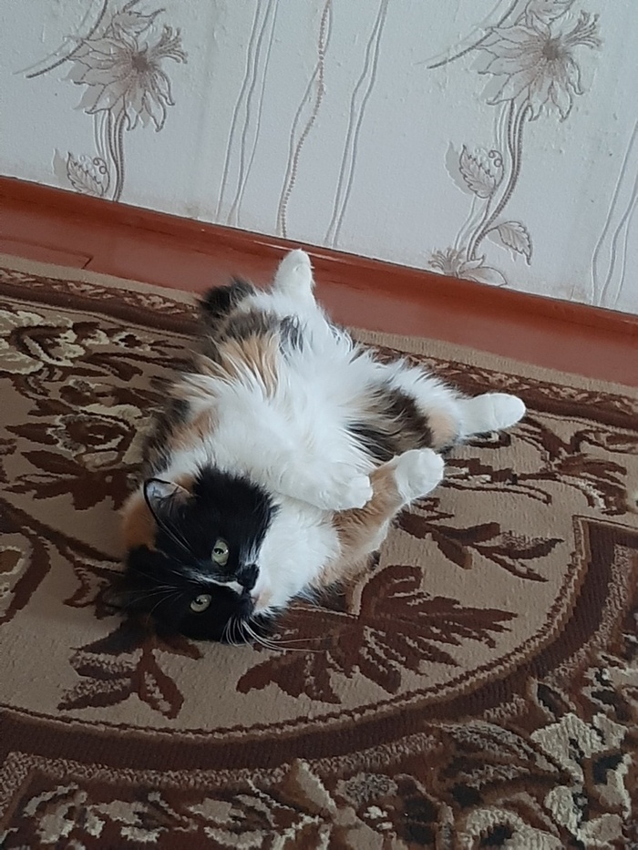 Гордячка Белка)