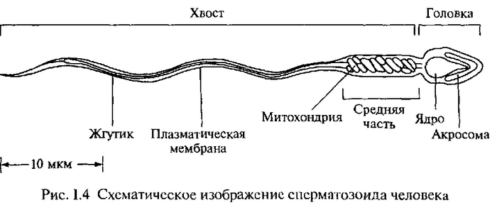 Строение сперматозоида