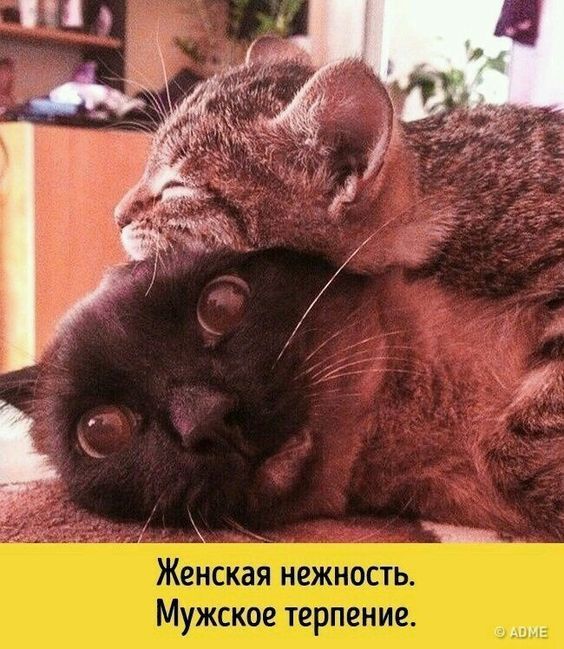 �������� ���, �������