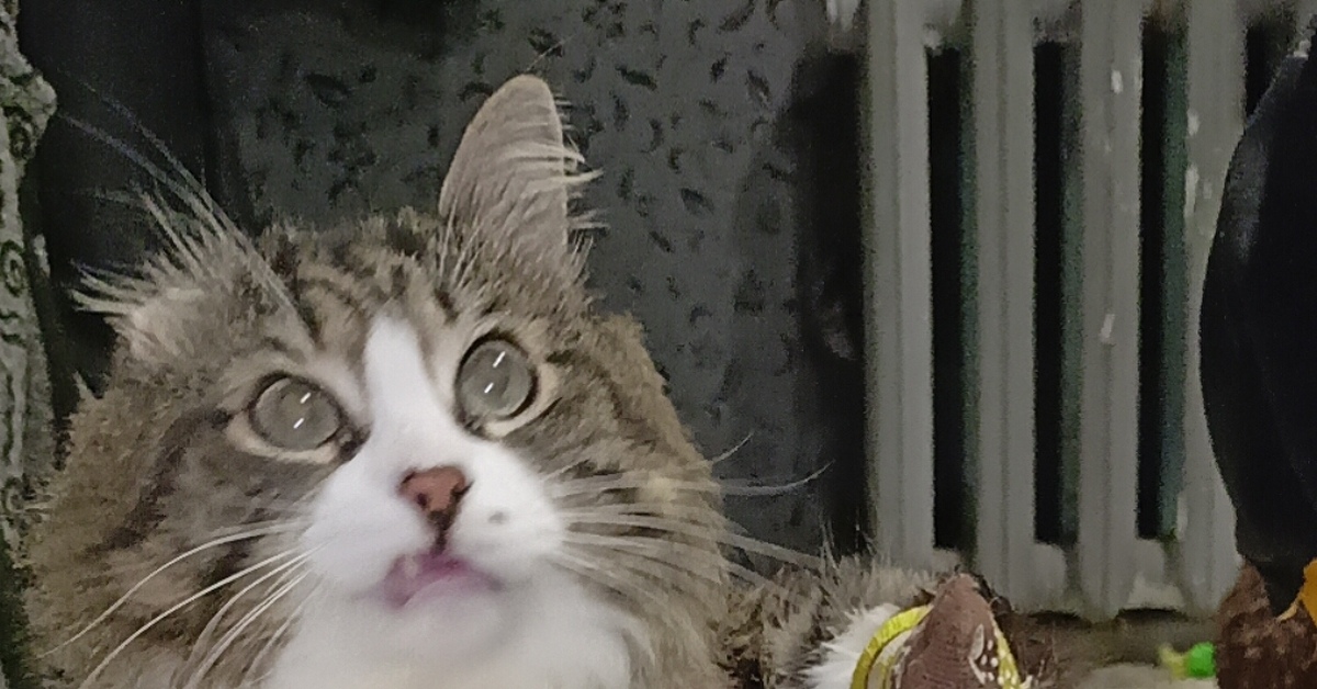 Кот рекламщик | Пикабу