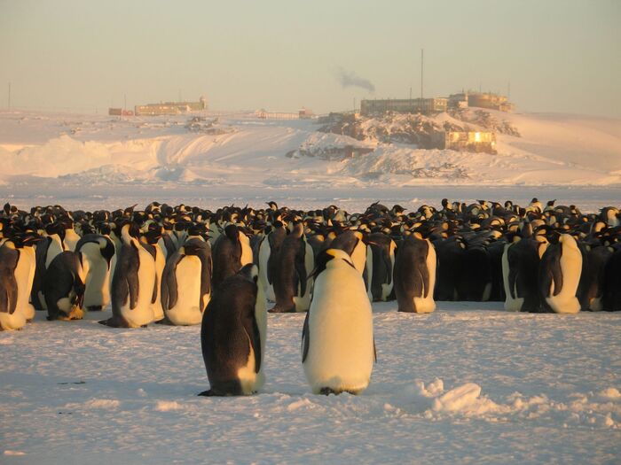 Колония императорских пингвинов архипелага Хасуэлл